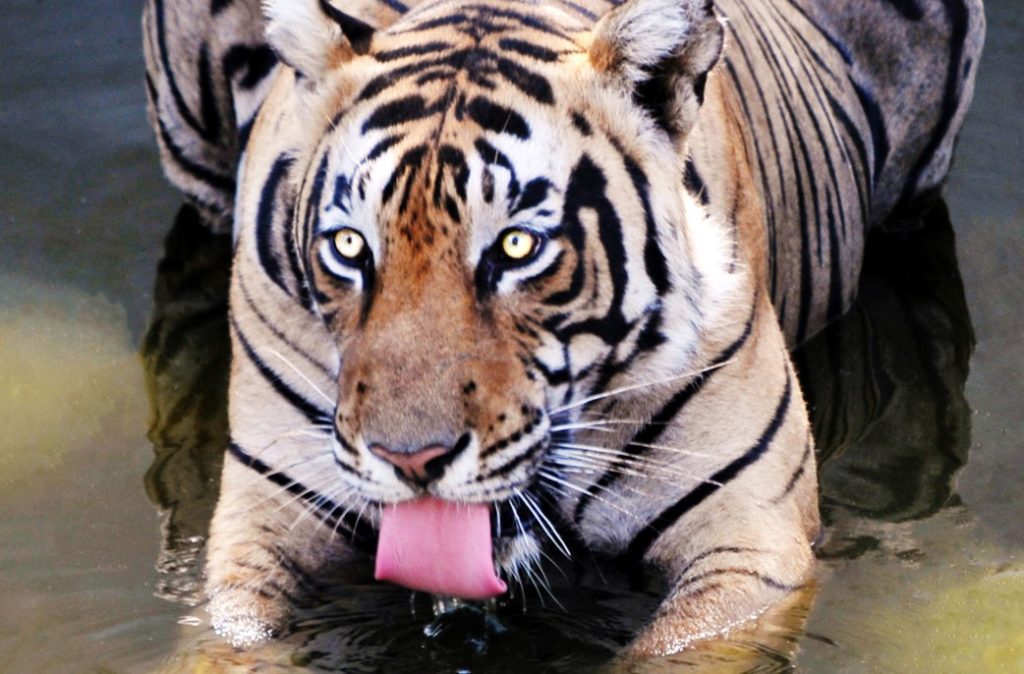 A tiger drinking in a water hole.