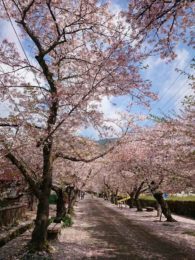 Spring in Akizuki