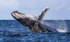 The breach of a humpback whale