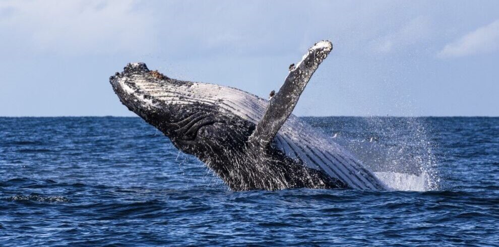 The breach of a humpback whale